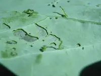 Kohlrabiblatt-Raupen3.webp