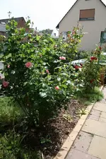 Rosenweg 1.webp