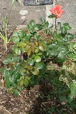 Rose Apricot 1.webp