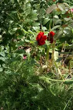 Rose Rot 1.webp