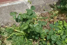 Rose unbekannte Farbe.webp