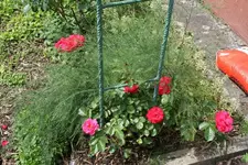 Rosen Rot 1.webp