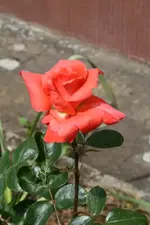 Portrait Apricot 1.webp