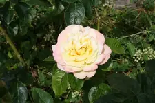 Portrait gelb 1.webp