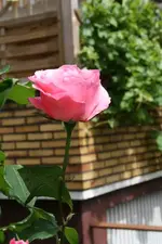 Portrait Rosa 1.webp