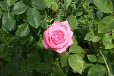 Portrait Rosa 2.webp