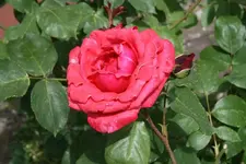 Portrait Rot 2.webp