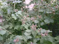 IMAG0569.webp