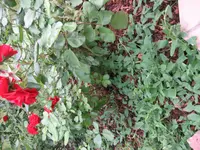 IMG_4291.webp
