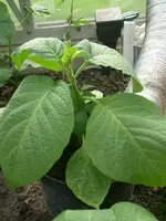CIMG3669.webp