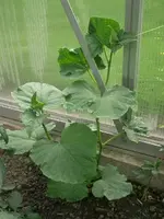 CIMG3668.webp