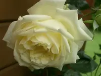 CIMG3652.webp