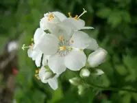 CIMG3646.webp