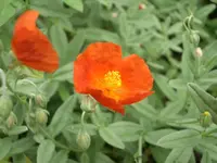 CIMG3649.webp
