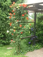 CIMG3641.webp