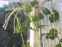 Bild0064s.webp