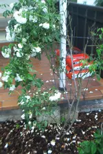 Gartentreppe 017.webp