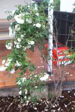 Gartentreppe 018.webp