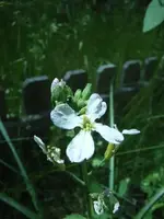 RadischenBlüte.webp