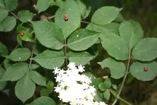 klein_20080602_0161.webp