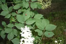 klein_20080602_0162.webp