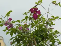 clematis-viticella-correvon.webp