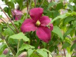 clematis-viticella-correvon1.jpg