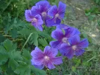 Blaue-unter Flieder-Juni-Stadtwerder.webp
