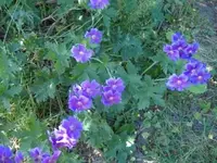 Blaue-unter Flieder-Juni-Stadtwerder2.webp