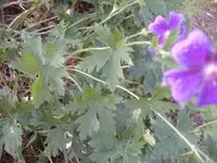 Blaue-unter Flieder-Juni-Stadtwerder3.webp