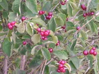 CIMG2597.webp