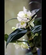 fc_5469.webp