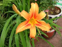 DSCN0131.webp