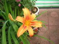 DSCN0130.webp