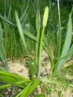 frühling08 311.webp