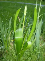 frühling08 305.webp
