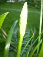 frühling08 306.webp