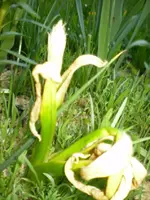 frühling08 308.webp