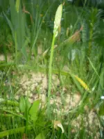 frühling08 309.webp