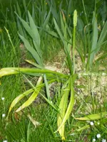 frühling08 312.webp