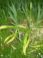 frühling08 313.webp
