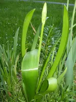 frühling08 304.webp