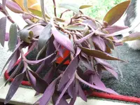 DSCF9131.webp