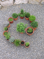 Kräuterspirale.webp