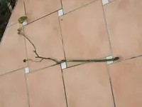 DSCF0276.webp