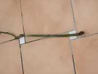 DSCF0278.webp