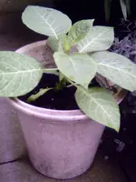 PICT0047.webp