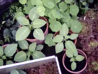 PICT0057.webp