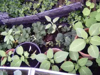 PICT0056.webp