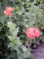 PICT0049.webp
